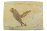 Plate With Two Fossil Fish (Knightia) - Wyoming #373855-1